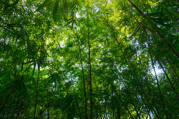 Looking up at green bamboo forest , Fresh summer atmosphere in bamboo forest.