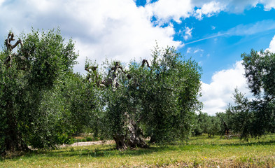 Olivenbaum