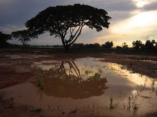 Tree reflected in puddle (E)