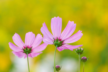 Obraz premium Cosmos flower field