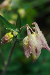 flower of aquilegia in drops after rain.
