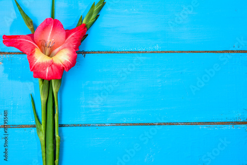 Gladiolus flowers, spring background for womens day or card for mothers day