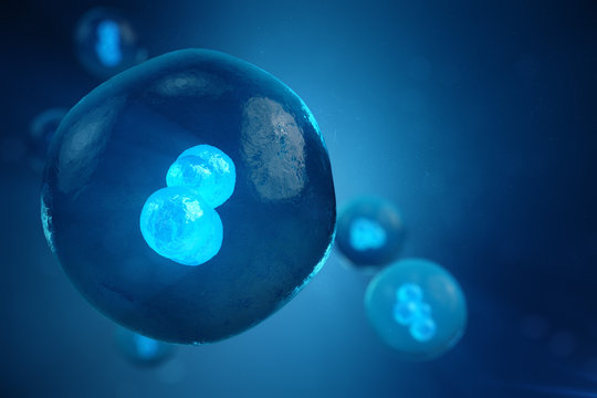 3D illustration Early stage embryo, Stem cell research, Morula. Human or animal cells. Medicine scientific concept.