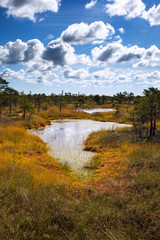 Fototapeta na wymiar Bog landscape in Kemeri National park, Latvia.