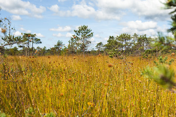 Bog landscape in Kemeri National park, Latvia.