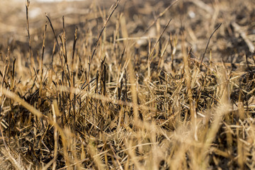 Fototapeta premium Burned fields for plants