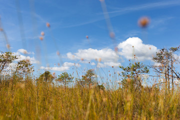 Bog landscape in Kemeri National park, Latvia.