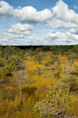 Bog landscape in Kemeri National park, Latvia.