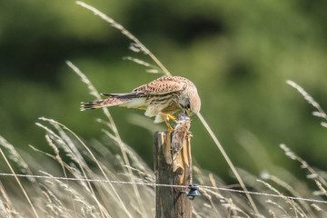 Falke mit beute