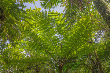 Tree fern in the rain forest on Dominica island