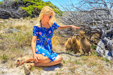 Three Quokka sniffing girl hand in a sunny day outdoors, summer season, Australia. Blonde caucasian tourist woman interacts with curious Quokka in the wilderness of Rottnest Island, Western Australia. © bennymarty