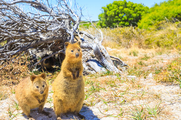 Two Quokka outdoors in Rottnest Island, summer season, Western Australia. Quokka is considered the happiest animal in the world thanks to expression of snout that always reminds a smile. Copy space.