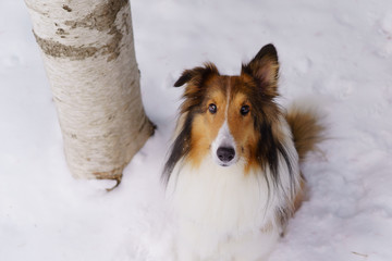 Sheltie sitting in snow