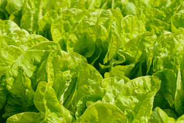 bright green leaves of lettuce on the bed
