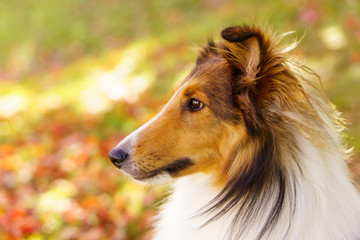 Sheltie face in profile