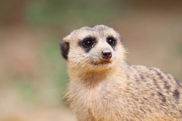 Fototapeta premium meerkat cute face