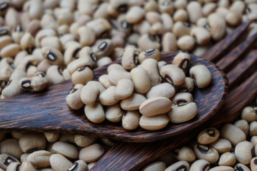 bean protein