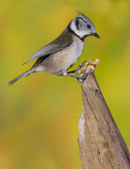 Crested tit (Parus cristatus) on a branch