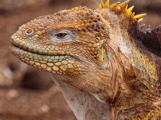Portrait of Land Iguana, Conolophus subcristatus, North Seymour, Galapagos, Ecuador