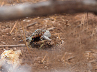 San Cristobal Lava Lizards, Microlophus bivittatus, North Seymour, Galapagos, Ecuador