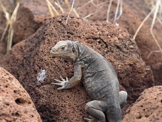 The Great Land Iguana, Conolophus subcristatus, is quite crowded on the island, North Seymour, Galapagos, Ecuador