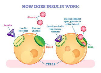 How does insulin work, illustrated vector diagram. Educational medical information. 
