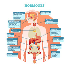Human body hormones vector illustration diagram, human organ collection. Educational medical information.    © VectorMine