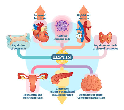Leptin hormone role in schematic vector illustration diagram. Educational medical information.
