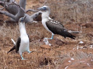 Wedding dances Blue-footed Booby, Sula nebouxii excisa, North Seymour, Galapagos, Ecuador