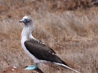 Male Blue-footed Booby, Sula nebouxii excisa,  North Seymour, Galapagos, Ecuador