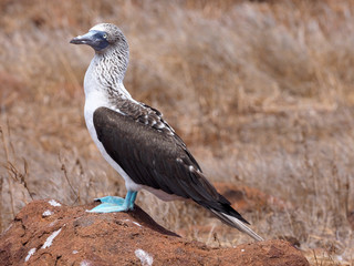 Male Blue-footed Booby, Sula nebouxii excisa,  North Seymour, Galapagos, Ecuador
