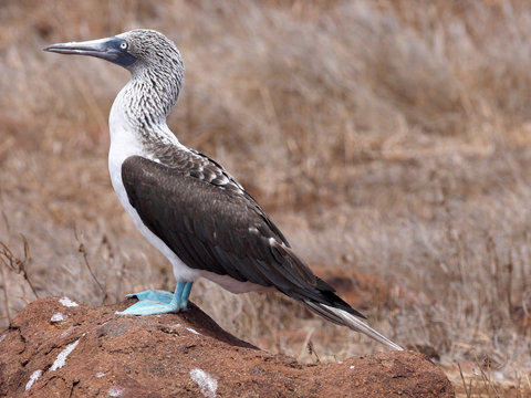 Male Blue-footed Booby, Sula nebouxii excisa,  North Seymour, Galapagos, Ecuador