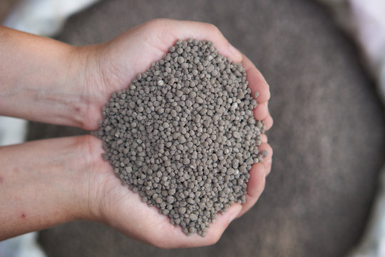 18-46-0 , Diammonium phosphate (DAP) fertilizers in farmer hand .