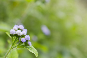 Small white flower bouquet