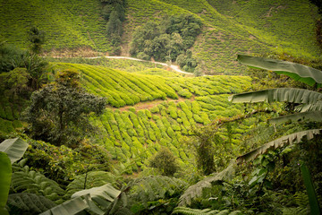 tea plantation green scenery landscape
