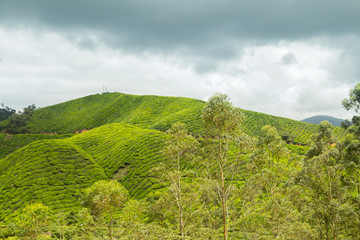tea plantation hill countryside with cloudy sky