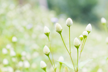 White flowers with a blurred background.