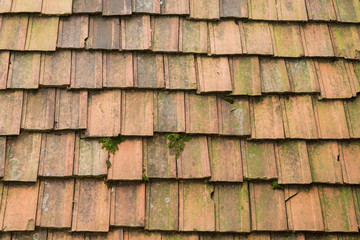 old tile covered with green moss, fragment of a roof, grunge background