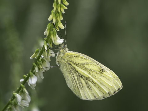 Ein Schmetterling (Wei&szlig;ling) sitzt auf einer wei&szlig;en Bl&uuml;te (Steinklee).