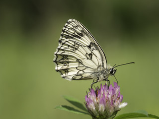 Ein Schmetterling sitzt auf einer violetten Blüte (Klee).