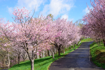 桜のある公園