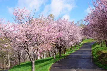Cercles muraux Fleur de cerisier 桜のある公園