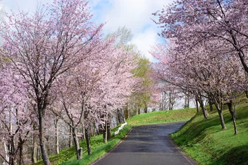Photo sur Aluminium Fleur de cerisier 桜のある公園