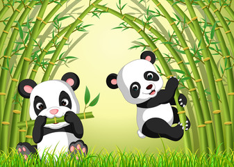 two cute panda in a bamboo forest 