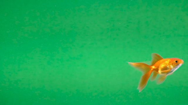 gold fish in aquarium on a green screen, seamless looping