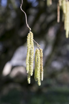 Birkenfrucht im Fr&uuml;hling