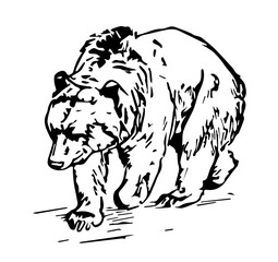 Grizzly Bär-Ursus arctos horribilis-bear