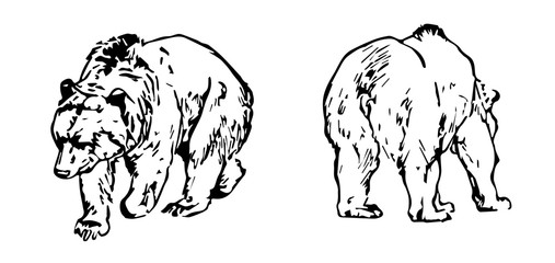 grizzly bear - Ursus arctos horribilis - Grizzlybär
