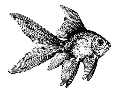 Goldfisch-Carassius auratus-goldfish