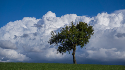 Einsammer Baum auf Feld